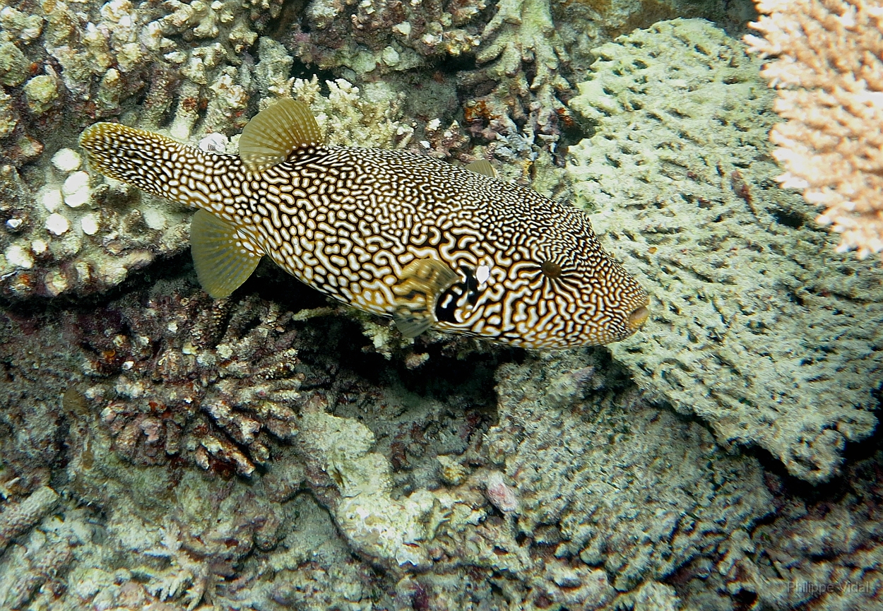 Velidhu - 2013_03_14 - IMG_0736rf_Poisson coffre griffonne - Arothron mappa_House reef_pmt.jpg